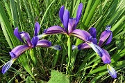 87  Iris (Iris versicolor) sul sent. 531 rientrando a Salmezza